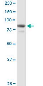 EPS8L2 Polyclonal Antibody, MaxPab™