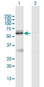 LMF1 Polyclonal Antibody, MaxPab™