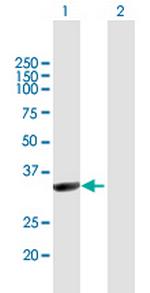 NMNAT1 Polyclonal Antibody, MaxPab™
