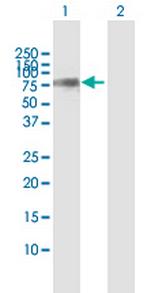 KLC2 Polyclonal Antibody, MaxPab™