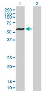 FBXL17 Polyclonal Antibody, MaxPab™