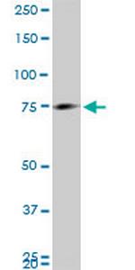 MARCH7 Monoclonal Antibody (2B9)