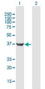 USP46 Polyclonal Antibody, MaxPab™