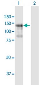 PLEKHG2 Polyclonal Antibody, MaxPab™