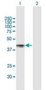 CDCP1 Polyclonal Antibody, MaxPab™