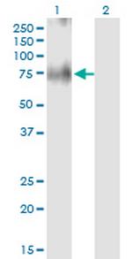 SLC30A5 Monoclonal Antibody (2E10)