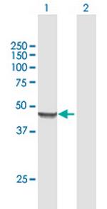 MRPS9 Polyclonal Antibody, MaxPab™