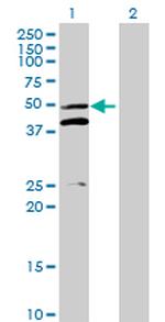 MRPS5 Polyclonal Antibody, MaxPab™