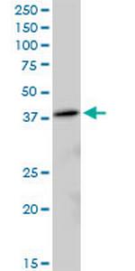 MRPL38 Polyclonal Antibody, MaxPab™