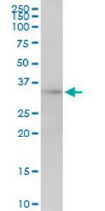 MRPL1 Polyclonal Antibody, MaxPab™