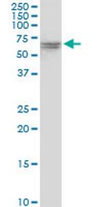 VPS33A Polyclonal Antibody, MaxPab™