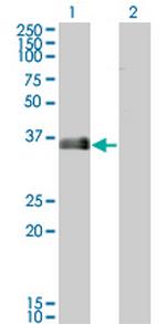 MARCKSL1 Monoclonal Antibody (8C8)