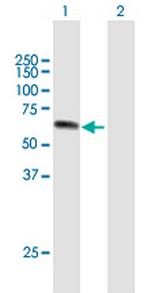 UPF3A Polyclonal Antibody, MaxPab™