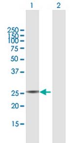 PYCRL Polyclonal Antibody, MaxPab™