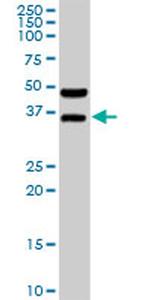 BOLL Antibody in Western Blot (WB)