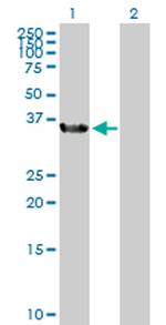BOLL Antibody in Western Blot (WB)
