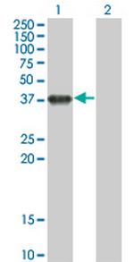 BOLL Antibody in Western Blot (WB)