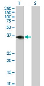 BOLL Monoclonal Antibody (1G8)