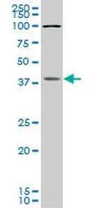 BOLL Antibody in Western Blot (WB)