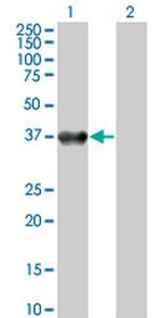 BOLL Antibody in Western Blot (WB)