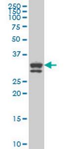 BOLL Antibody in Western Blot (WB)