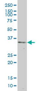 BOLL Antibody in Western Blot (WB)