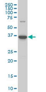 BOLL Antibody in Western Blot (WB)