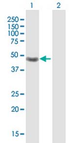 CRELD1 Polyclonal Antibody, MaxPab™