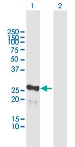 MIS12 Polyclonal Antibody, MaxPab™