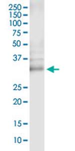 CUEDC2 Monoclonal Antibody (2B11)