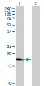 CENPM Polyclonal Antibody, MaxPab™