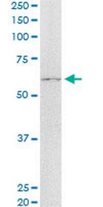 ASPSCR1 Monoclonal Antibody (3D10-1D11)