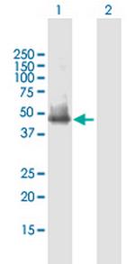 SLC25A23 Polyclonal Antibody, MaxPab™