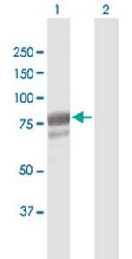 DHX58 Polyclonal Antibody, MaxPab™
