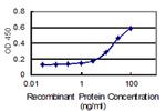 LENG1 Antibody in ELISA (ELISA)
