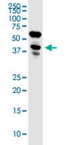 LENG1 Antibody in Western Blot (WB)