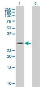 THTPA Polyclonal Antibody, MaxPab™