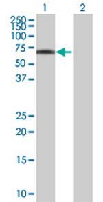 IRX3 Polyclonal Antibody, MaxPab™
