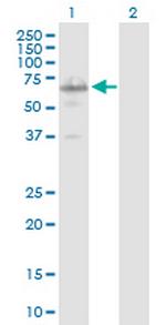 IRX3 Polyclonal Antibody, MaxPab™