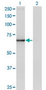 IRX3 Monoclonal Antibody (1F11)