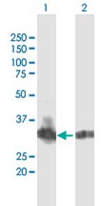 B3GNT4 Polyclonal Antibody, MaxPab™