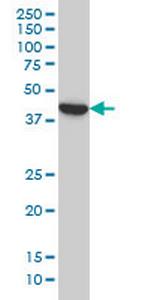 BCL2L14 Antibody in Western Blot (WB)