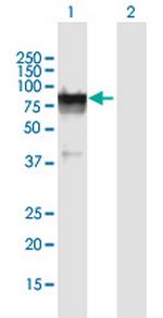 GLB1L Polyclonal Antibody, MaxPab™