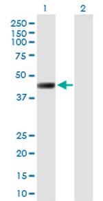 LRRC2 Polyclonal Antibody, MaxPab™