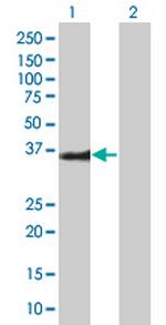 BIRC7 Polyclonal Antibody, MaxPab™