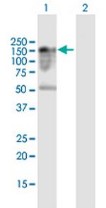 FAM65A Polyclonal Antibody, MaxPab™