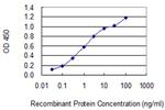 CCNJL Monoclonal Antibody (4E10)