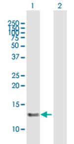 C16ORF33 Polyclonal Antibody, MaxPab™