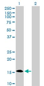 C1ORF54 Polyclonal Antibody, MaxPab™