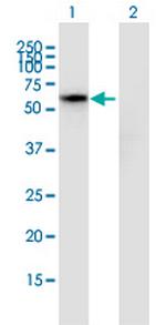 HSPBAP1 Monoclonal Antibody (1A9)